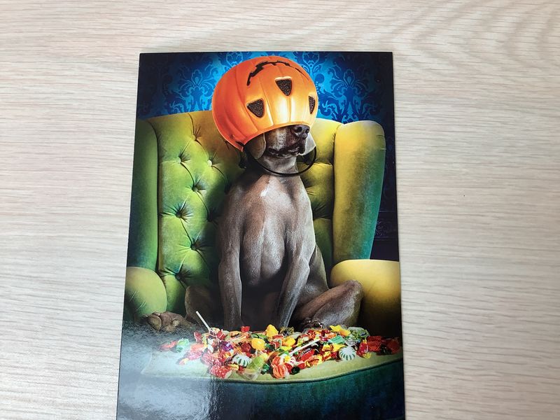 AVANTI DOG PUMPKIN BUCKET HEAD HALLOWEEN CARD