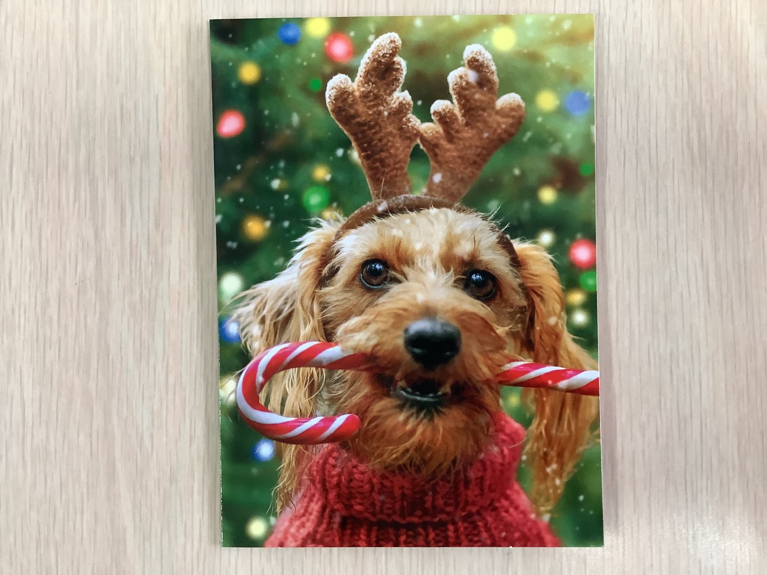 AVANTI REINDEER DOG CANDY CANE CHRISTMAS CARD