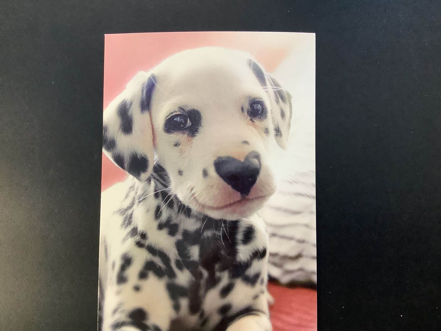 AVANTI HOLIDAY DALMATIAN VALENTINES DAY CARD