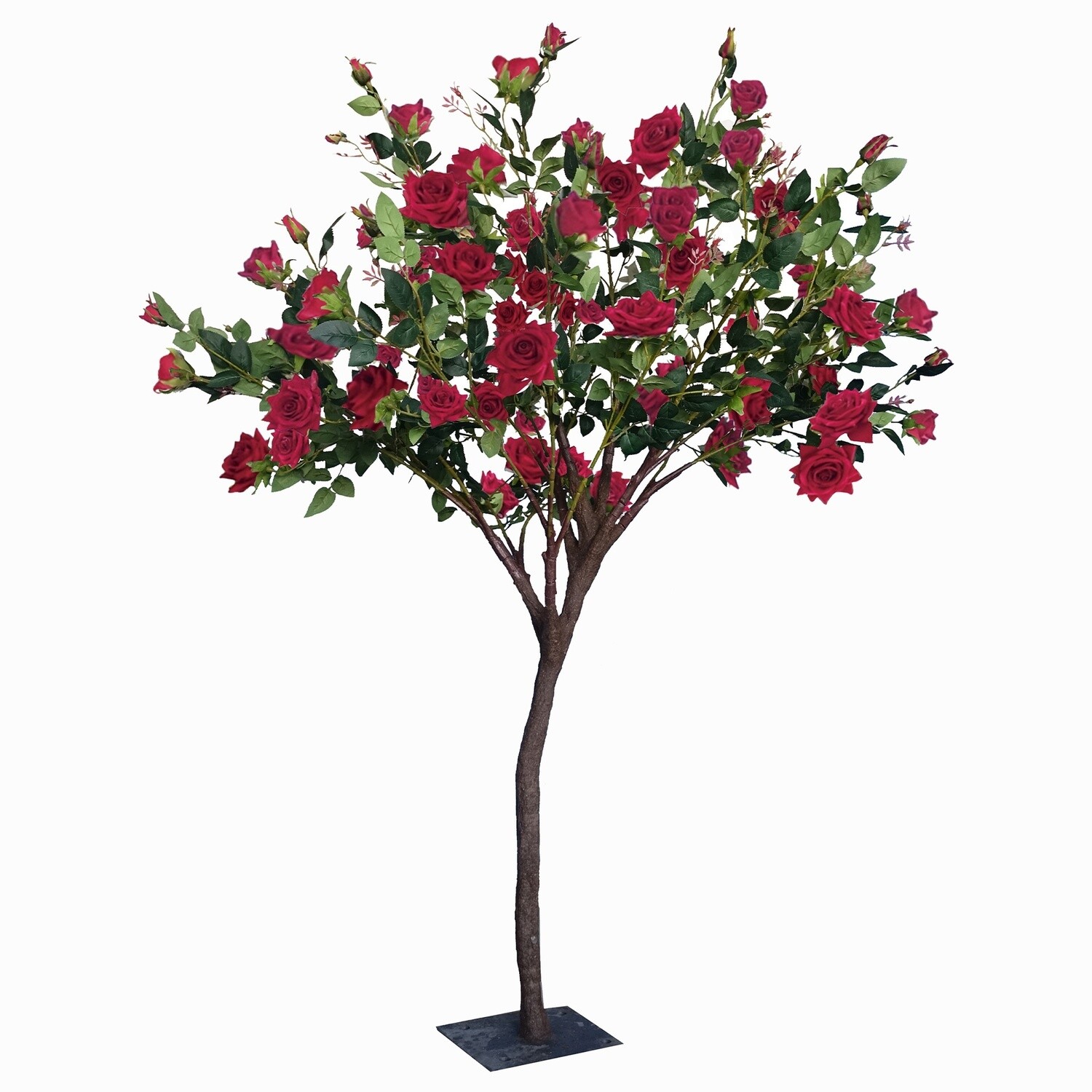 Rose Bush Tree 5ft, Color: RED