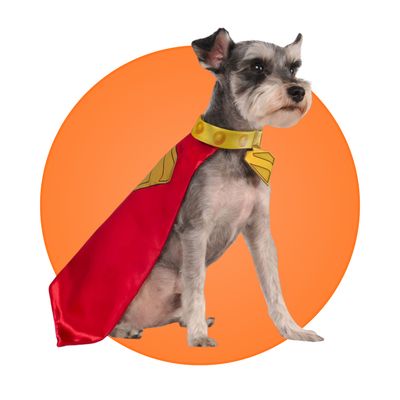 Pet Costumes