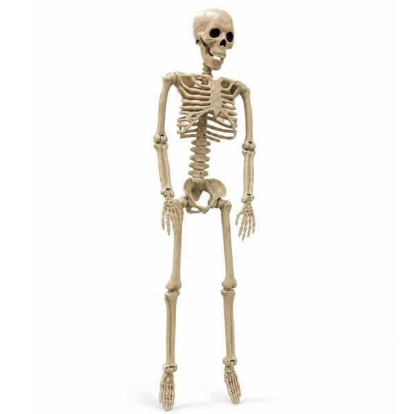 36" Plastic Skeleton Halloween Decoration – 9" W x 36" H