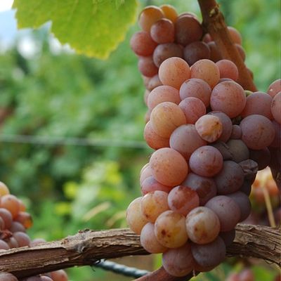 Grenache Blanc
