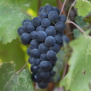 Cabernet Sauvignon