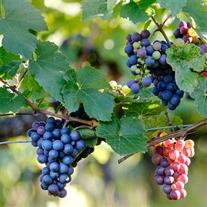 Pinot Noir