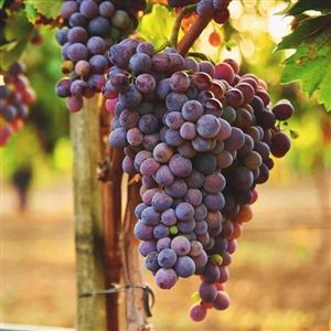 Merlot