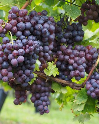 Red Blend
