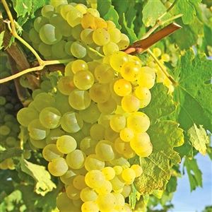 Chardonnay