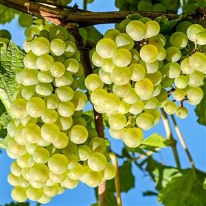 Chenin Blanc