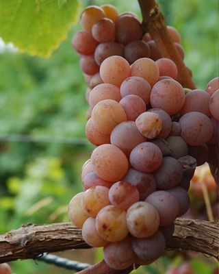 Orange Wine