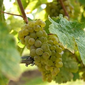 Sauvignon Blanc