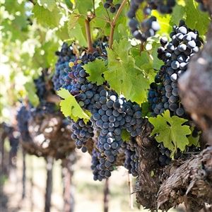 Cote du Rhone