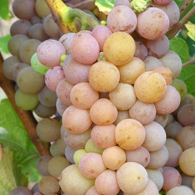 Pinot Grigio