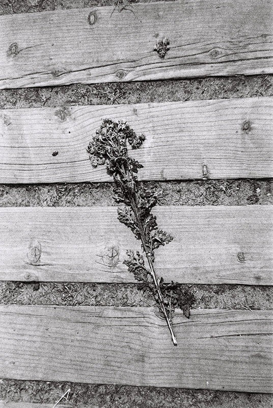 Kodak Tri-X 400 36exp Black & White Film