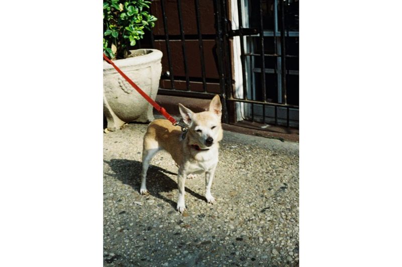 Lomography Tiger 110 24exp Film