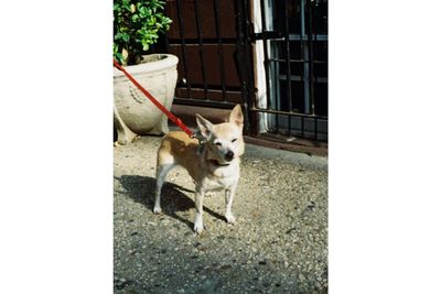 Lomography Tiger 110 24exp Film