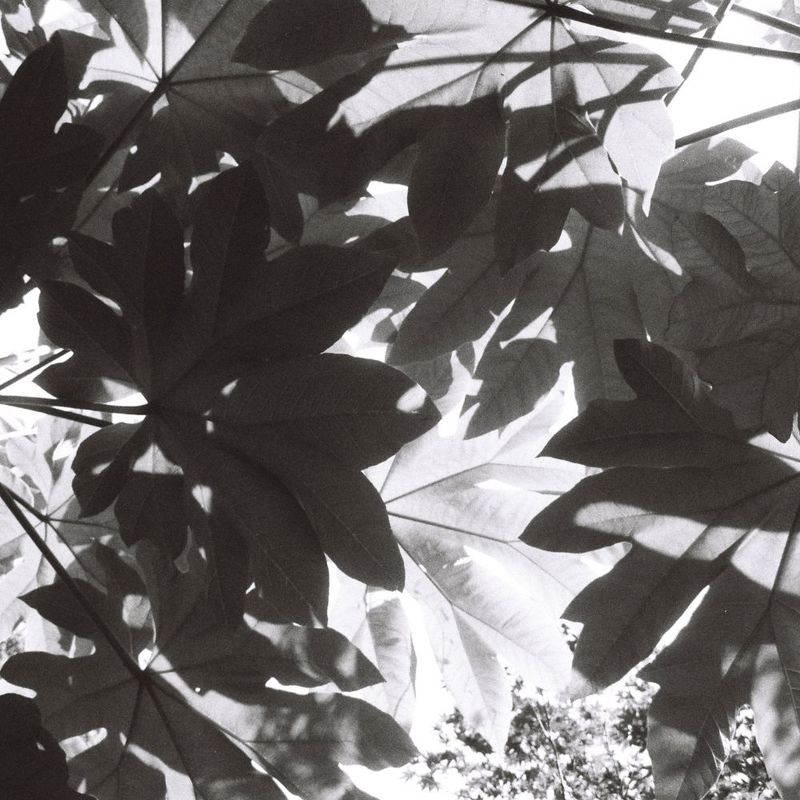 Fomapan Creative 200 36exp Black & White Film