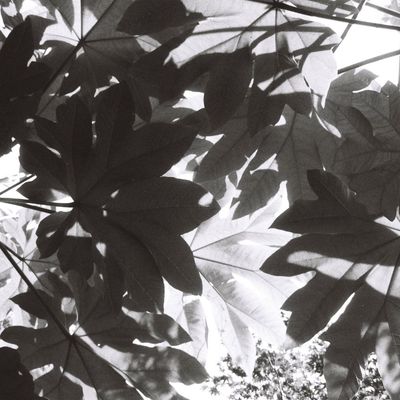 Fomapan Creative 200 36exp Black & White Film