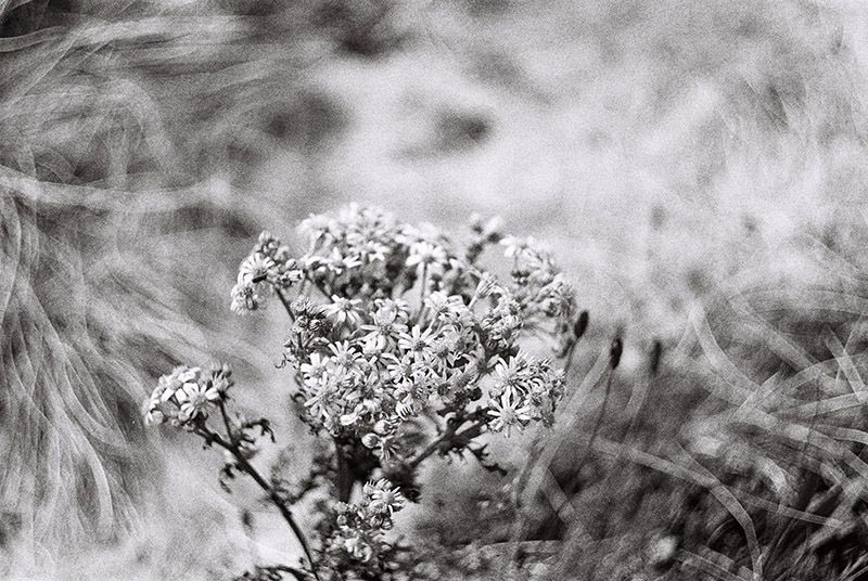 Kodak Tri-X 400 120 Single Black & White Film