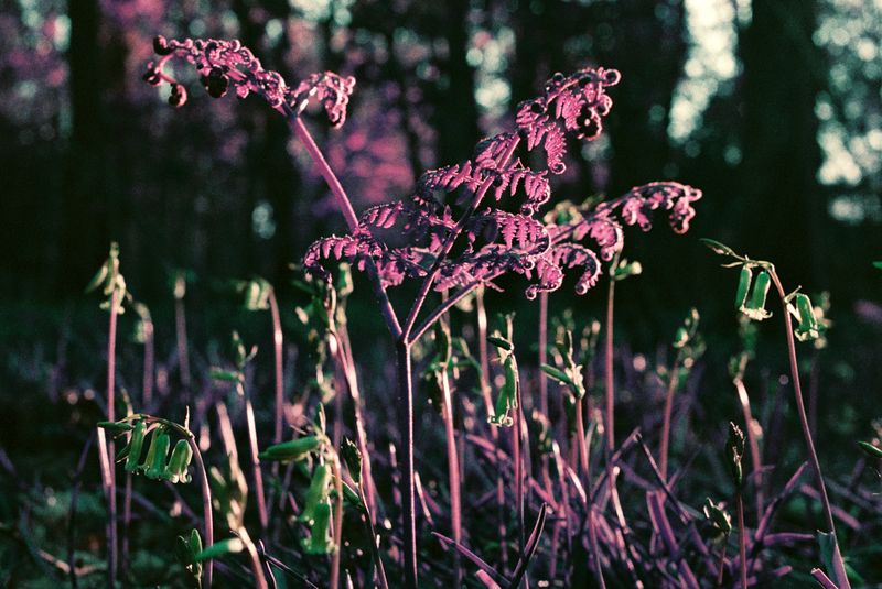 LomoChrome Purple 120 Film