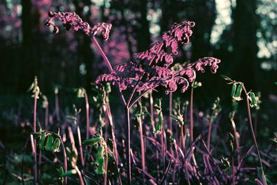 LomoChrome Purple 120 Film