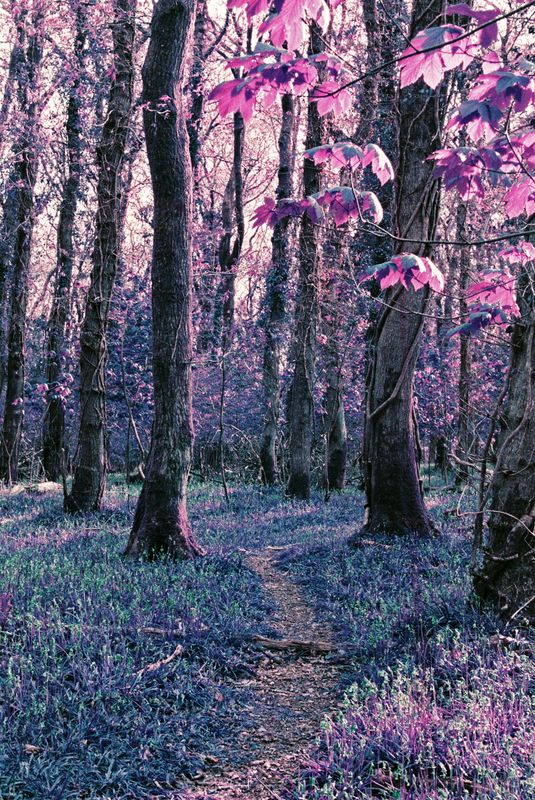 Lomography Purple 110 24exp Film
