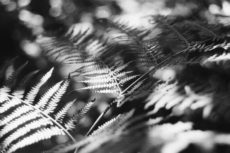Kentmere 400 36exp Black & White Film