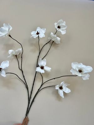 Grote Magnolia tak