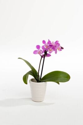 Mini orchidée assorties