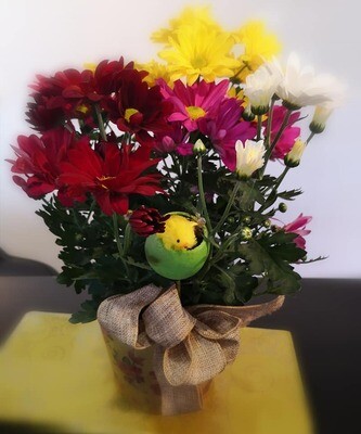 Marguerites mixtes couleurs 6''