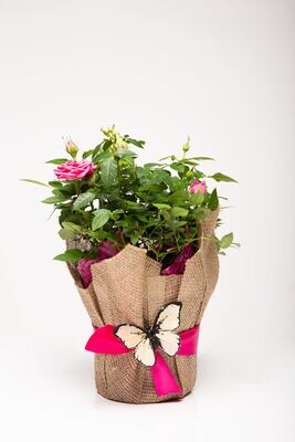 Mini-rosier 6 po assorties