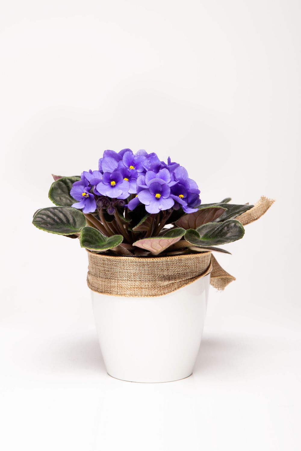 Violette africaine