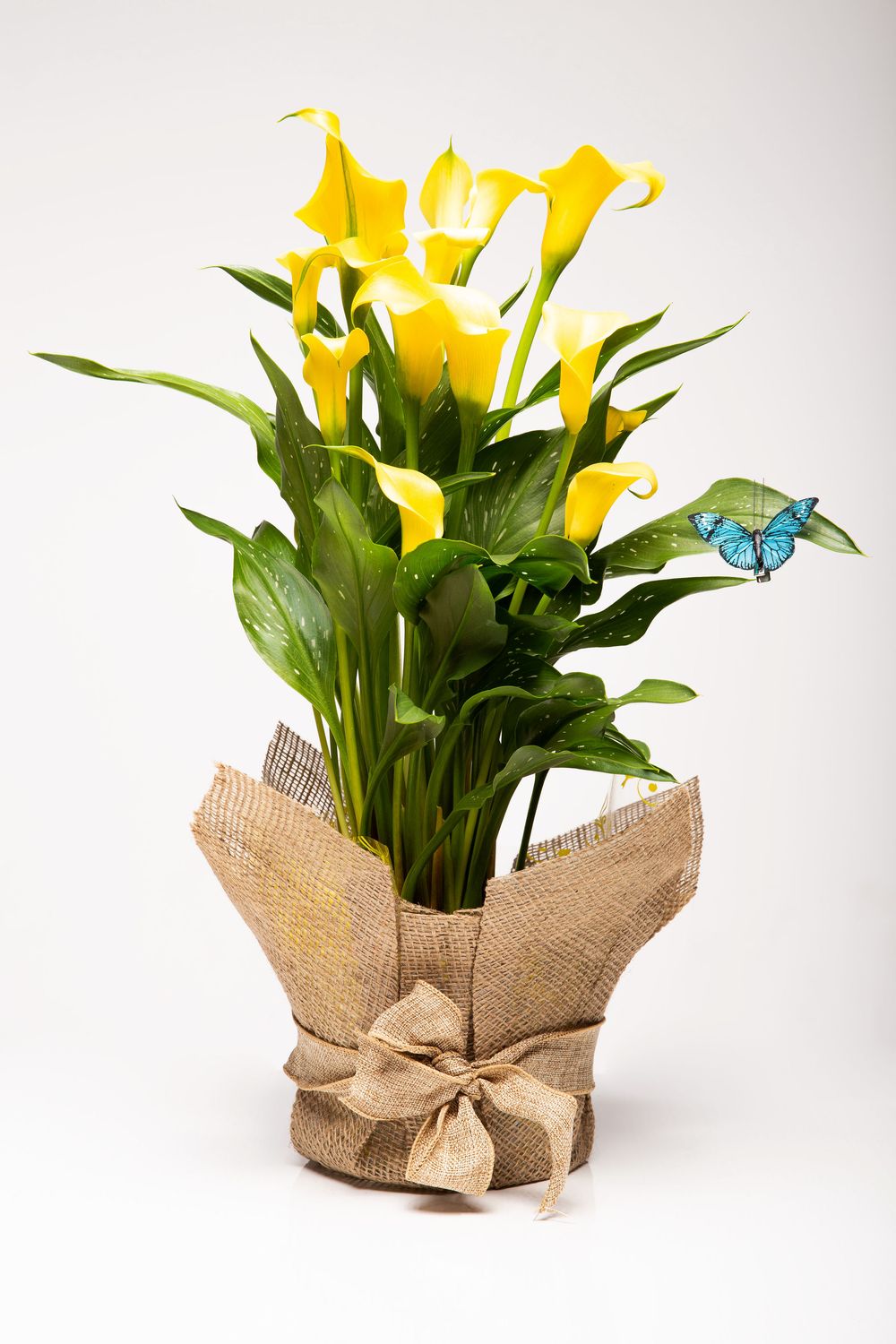 Plante Lys Calla