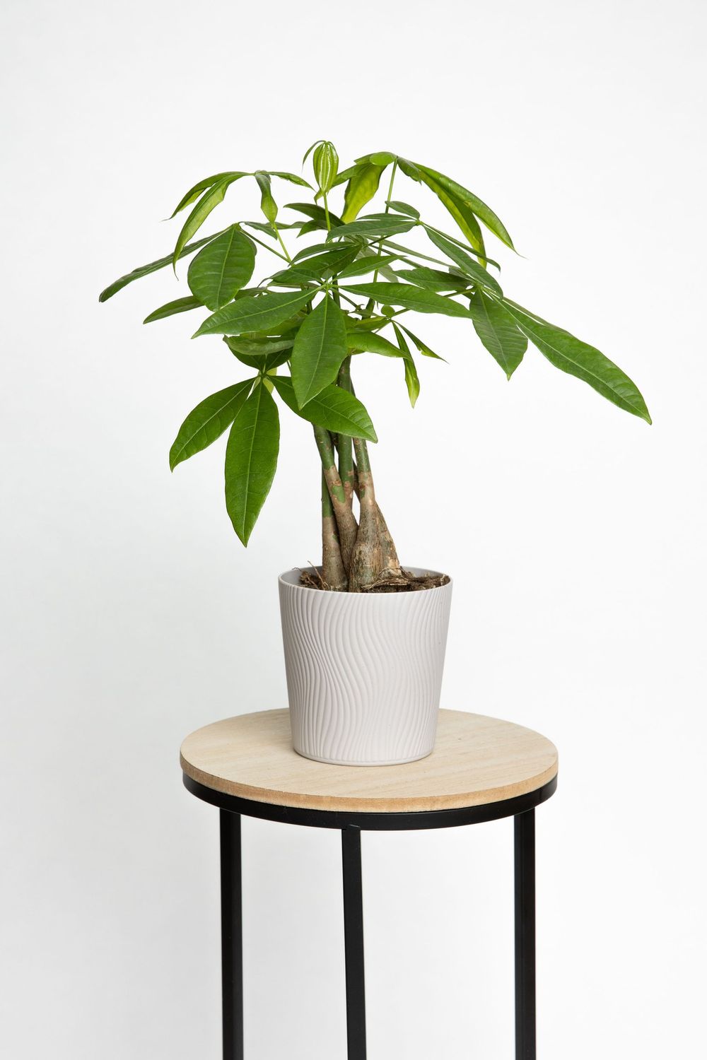 Money Tree