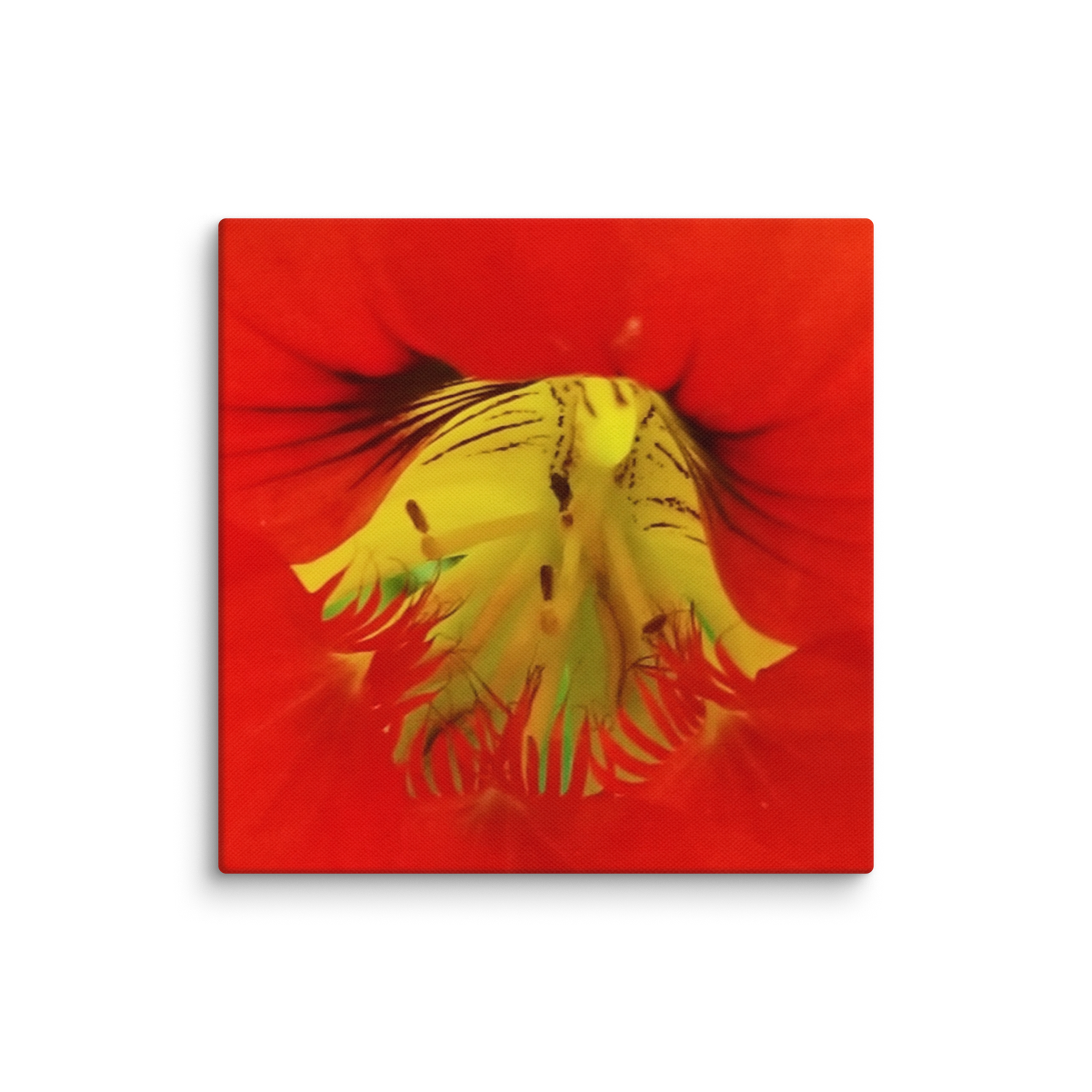 Bold Nasturtium Canvas