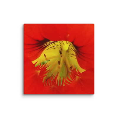 Bold Nasturtium Canvas