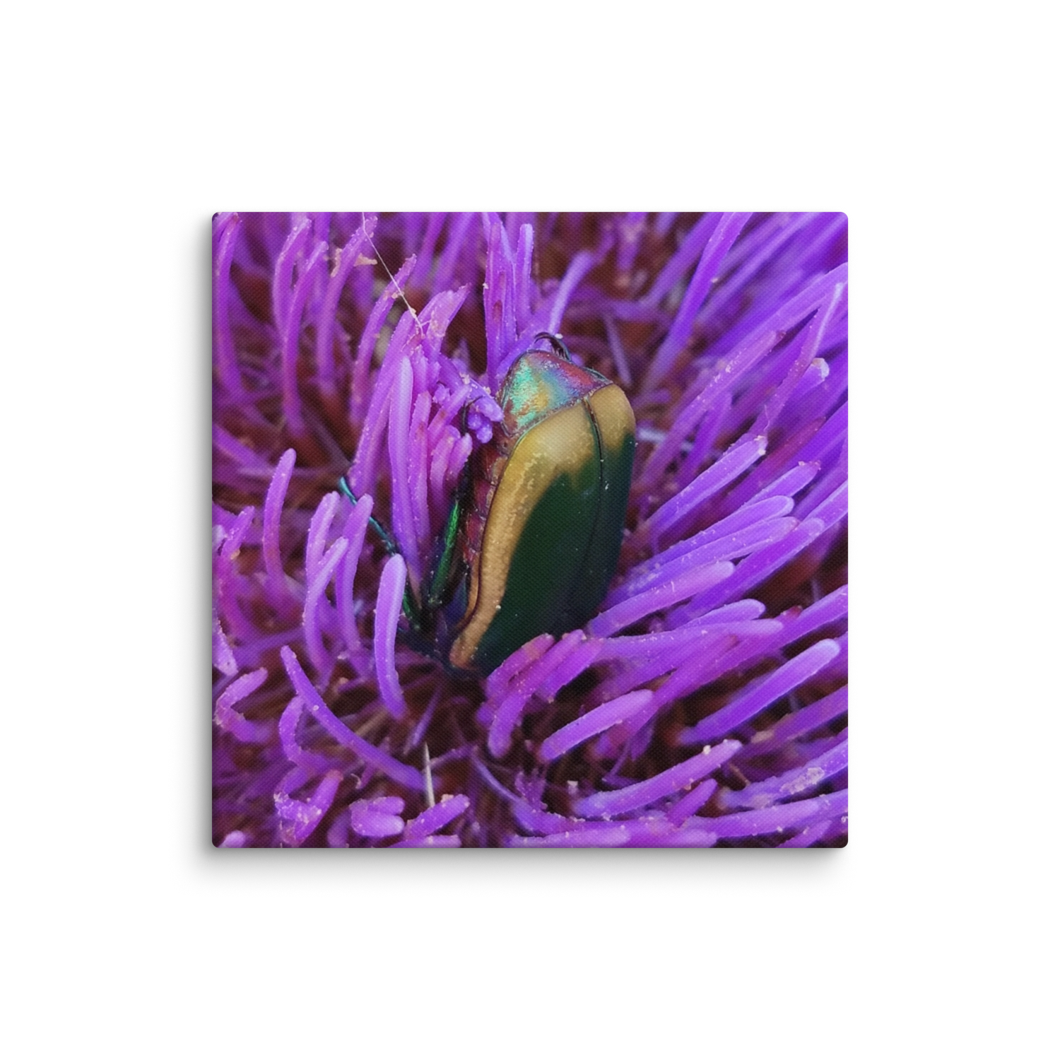 Purple Beetle Canvas
