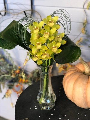 Vased Mini Cymbidium Orchid