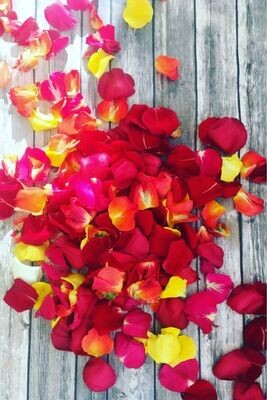 Mixed Colourful Rose Petals