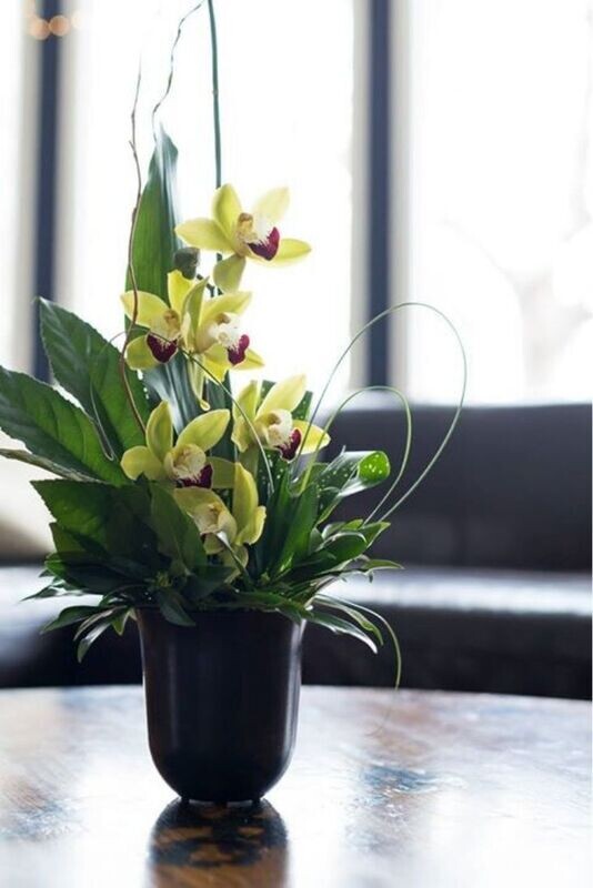 Orchid Elegance