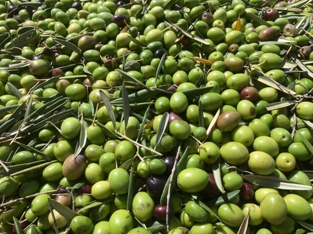 aceituna a granel 10.000 Kg      10 Toneladas