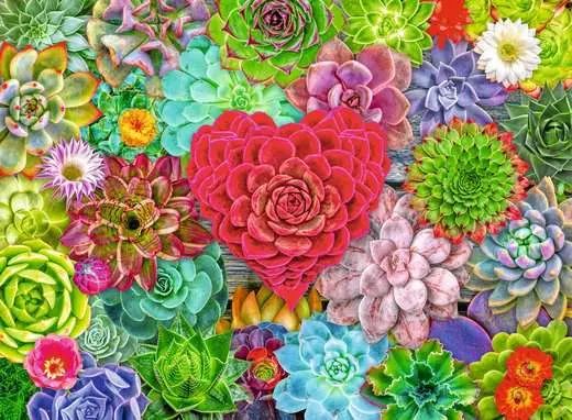 PZ500 Succulent Love
