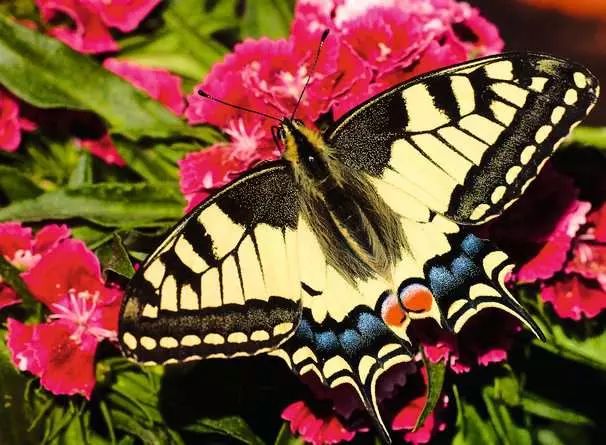 PZ500 Papillon