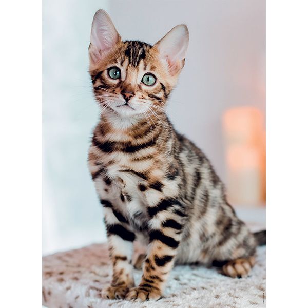 PZ500 Chaton bengal