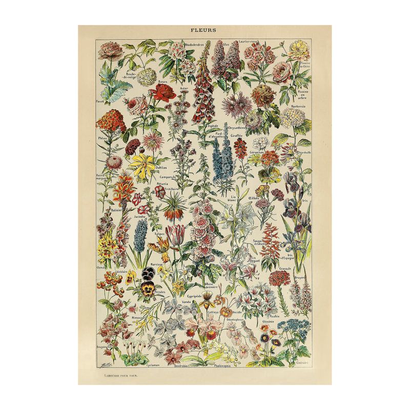 PZ1000 Millot, Fleurs