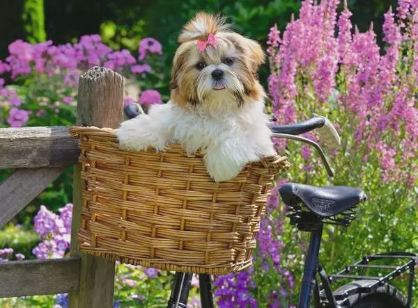 PZ100XL Sweet little dog