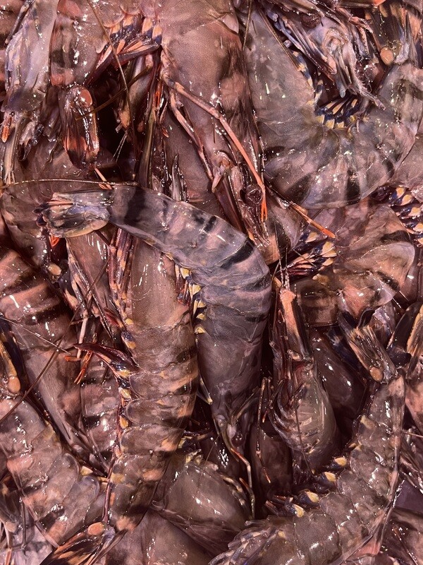 Large Green Tiger Prawns