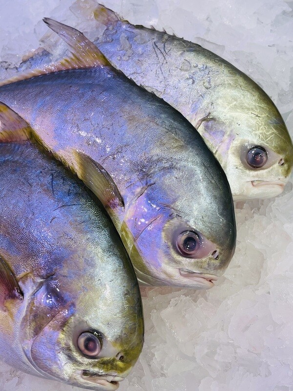Large Golden Pomfret