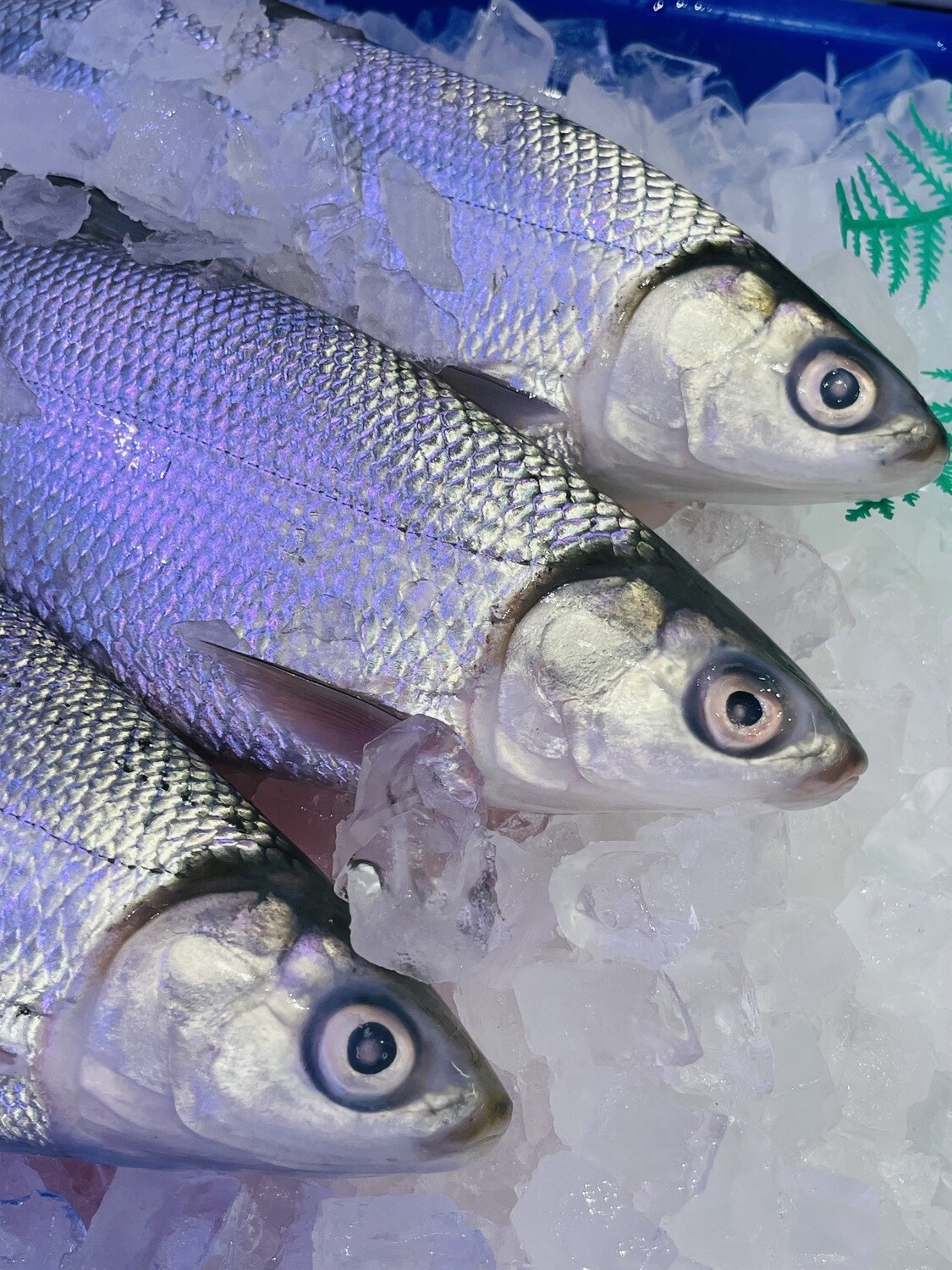 Milkfish Size 8/1 KG