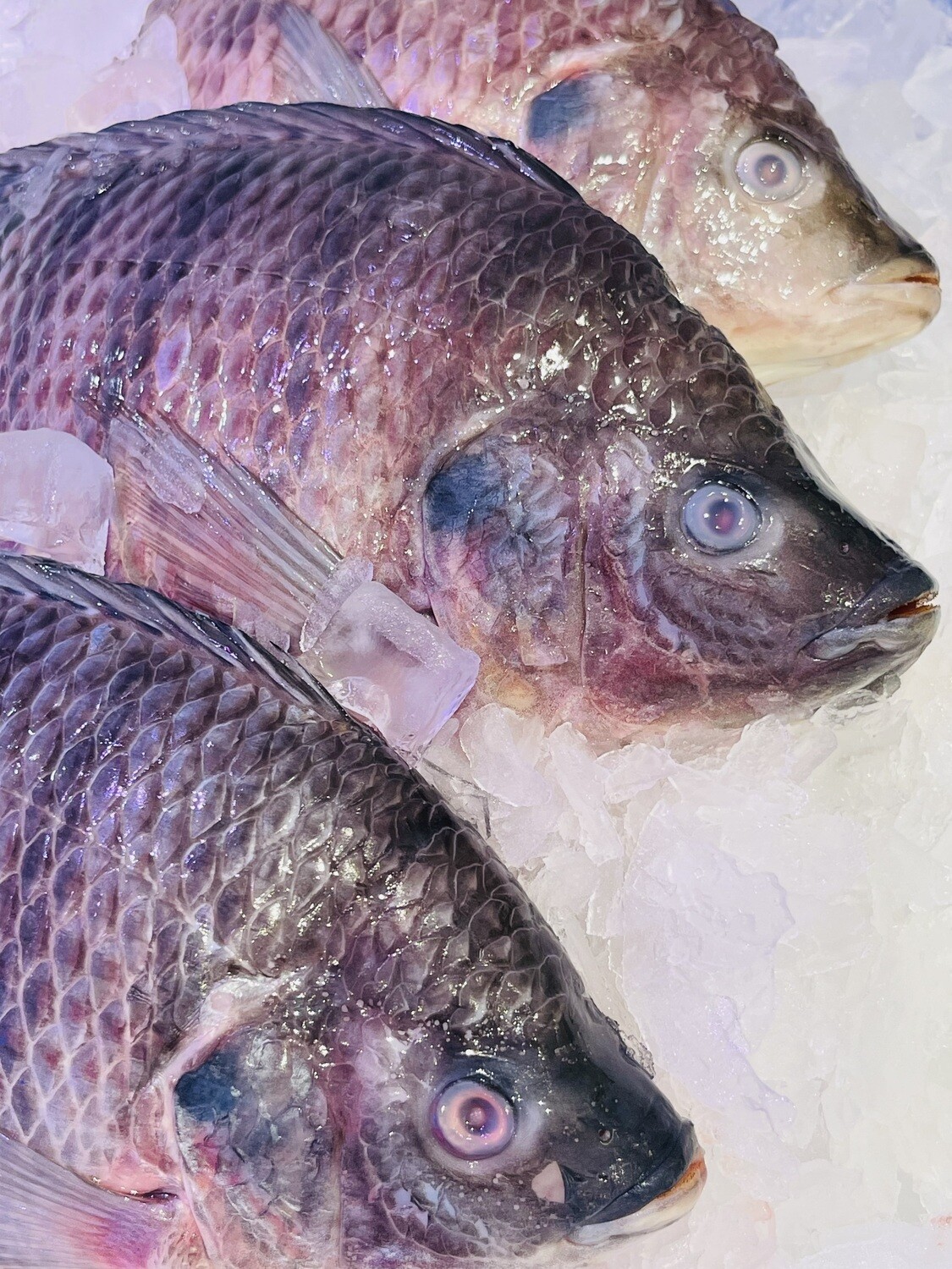 Tilapia Size 8/1 KG